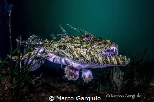 Mediterranean Anglerfish #2 by Marco Gargiulo 